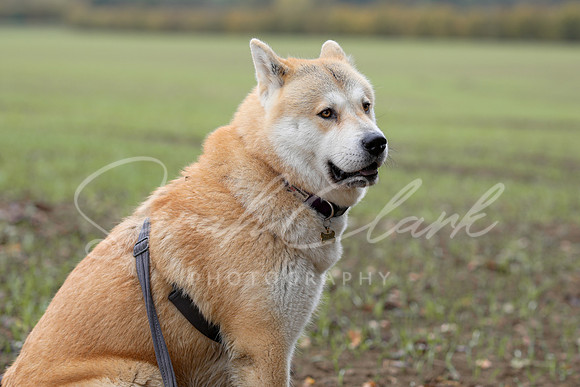 Nala25-11