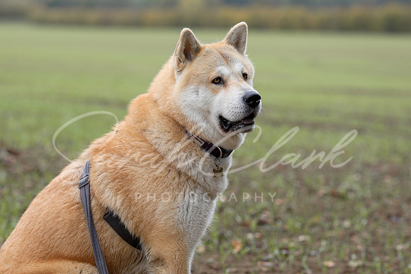 Nala25-12