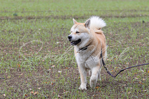 Nala25-24