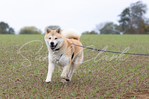 Nala25-31