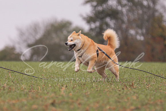 Nala25-33