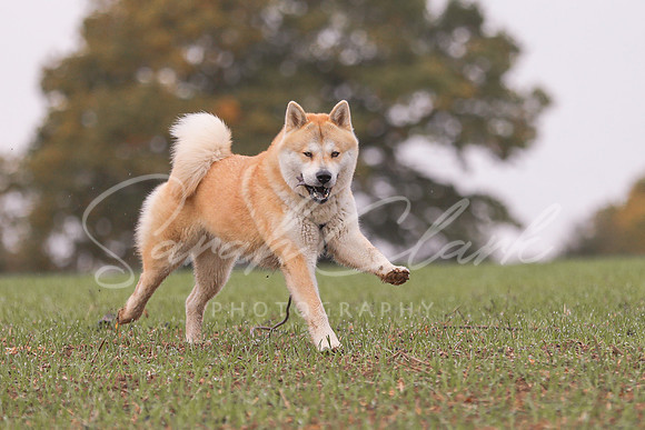 Nala25-35