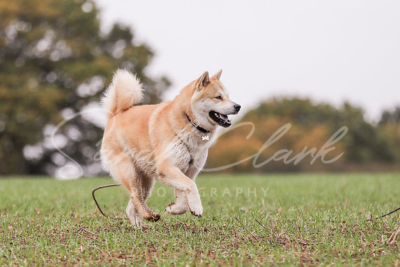 Nala25-36