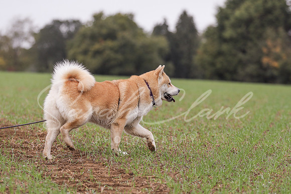 Nala25-37