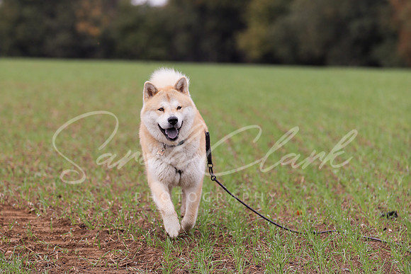 Nala25-48