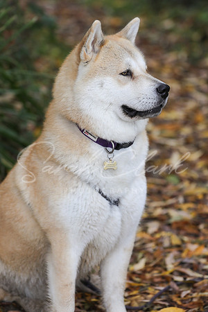 Nala25-52