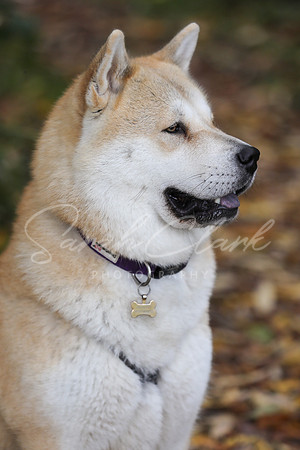 Nala25-53