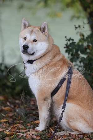 Nala25-57