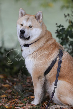 Nala25-58