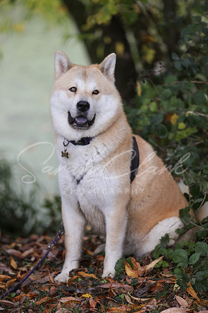 Nala25-62