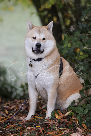 Nala25-61