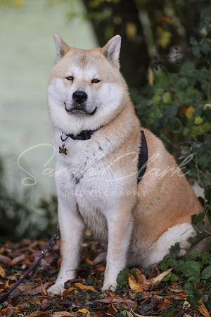 Nala25-63