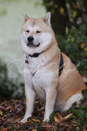 Nala25-64