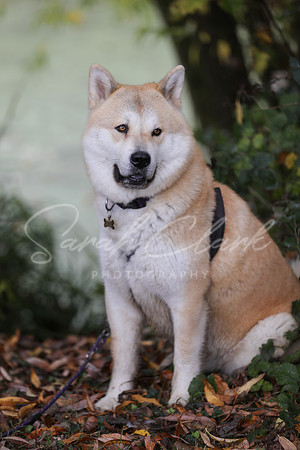 Nala25-66